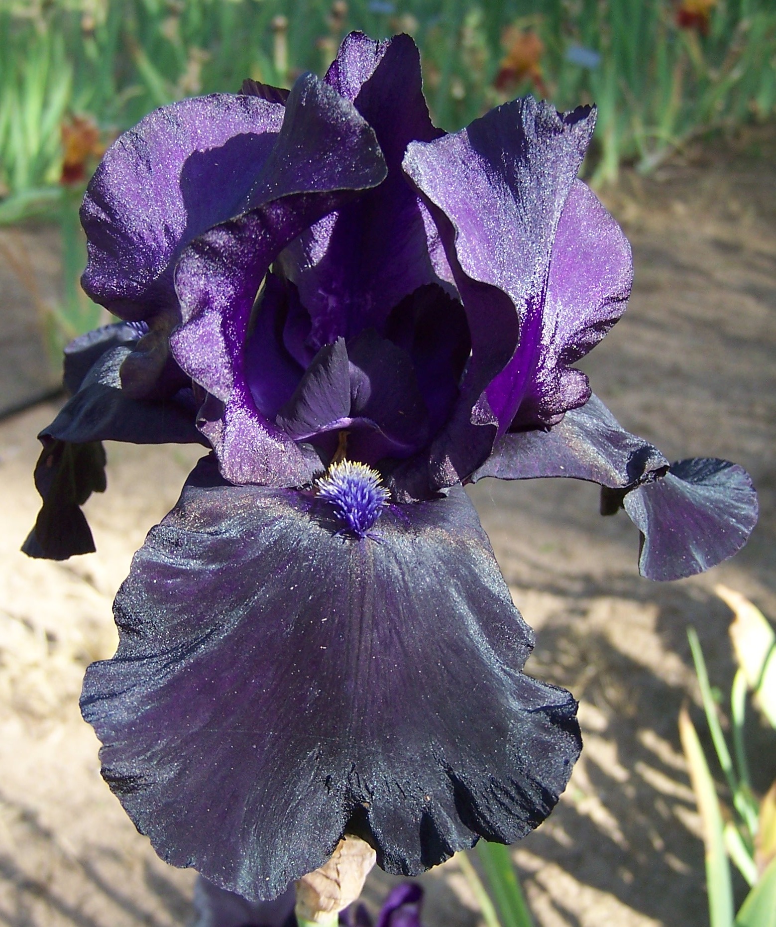 black-bearded-iris