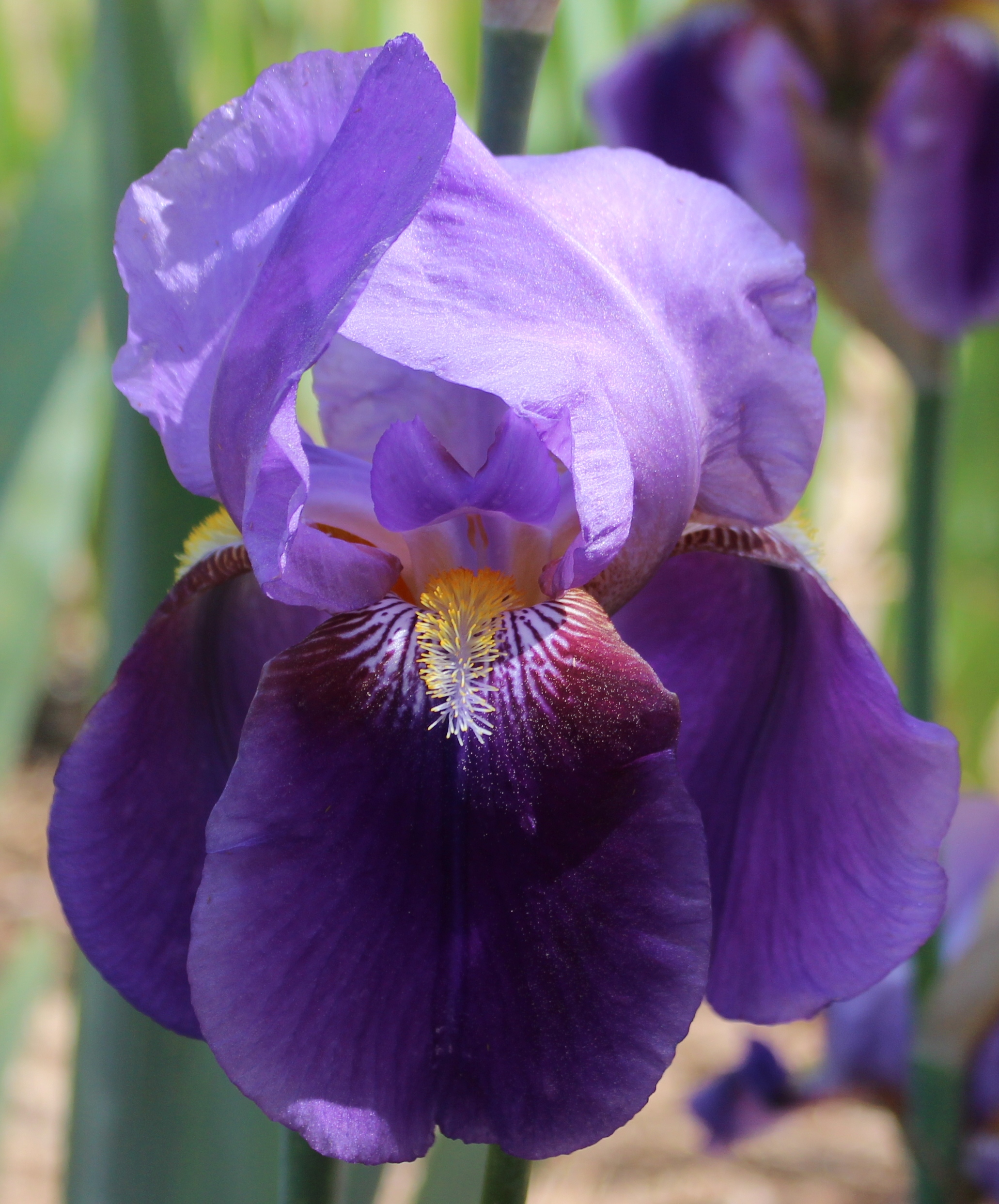 Tall Bearded Iris William A Setchell 1938 George Brehm R 1938 Tb Midseason Bloom Color Class B1d Dolly Madison X Iris Flowers Iris Garden Iris