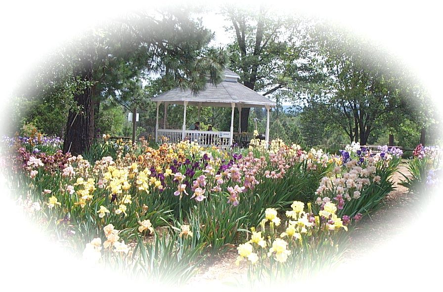 Picture of Garden